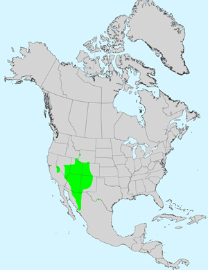 North America species range map for Cirsium arizonicum: Click image for full size map